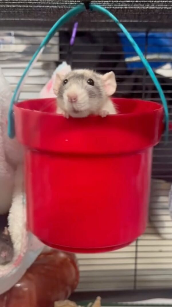 Pixie Rats Celebrating World Rat Day: Pixy's Love For Swinging In Her Bucket ...