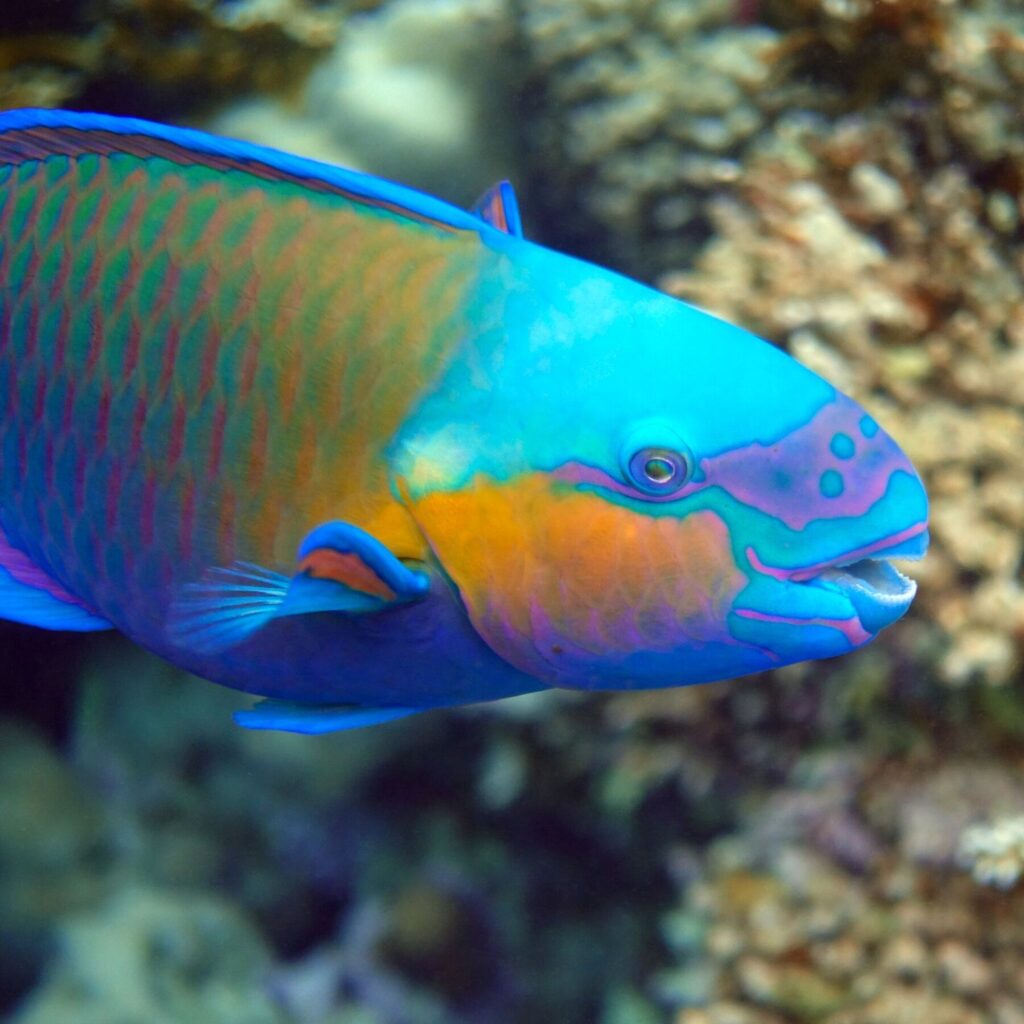 Fish Have Beak-Like Structures Too! - Zoos - USA - Washington DC ...