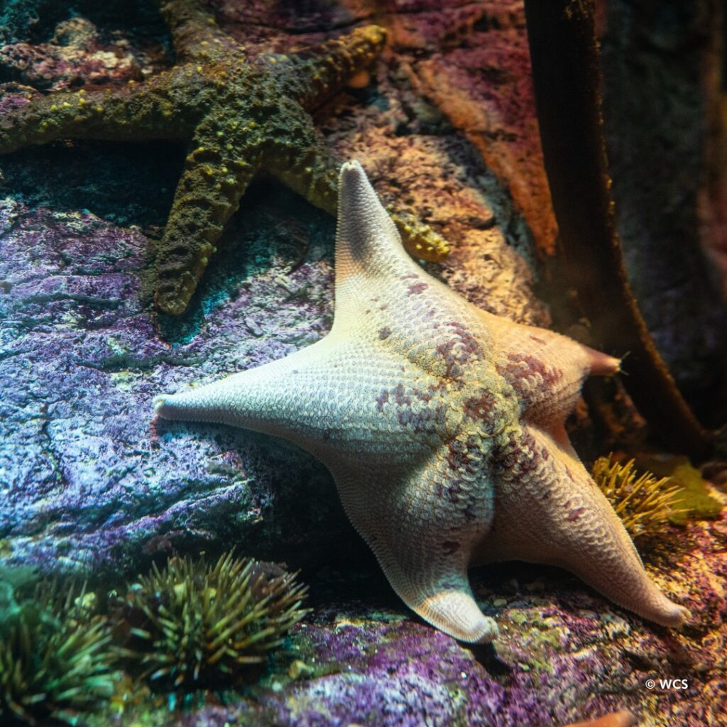 Discover The Bat Sea Star: Named For Webbed Arms - New York Aquarium ...