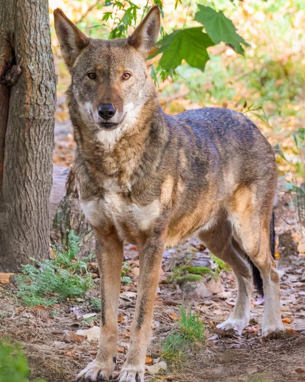 Celebrate Endangered Species Day: Discover 13 At-Risk Animals - Roger ...