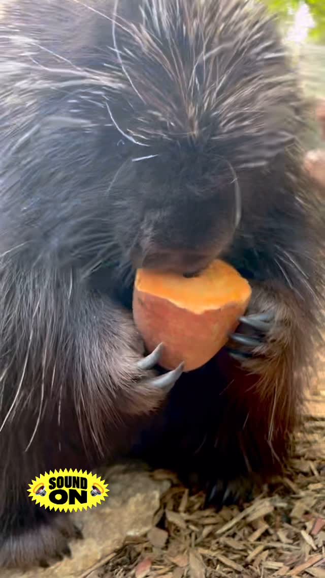 Listen To Pennsylvania's 2nd Largest Rodent Enjoy A Sweet Potato ...