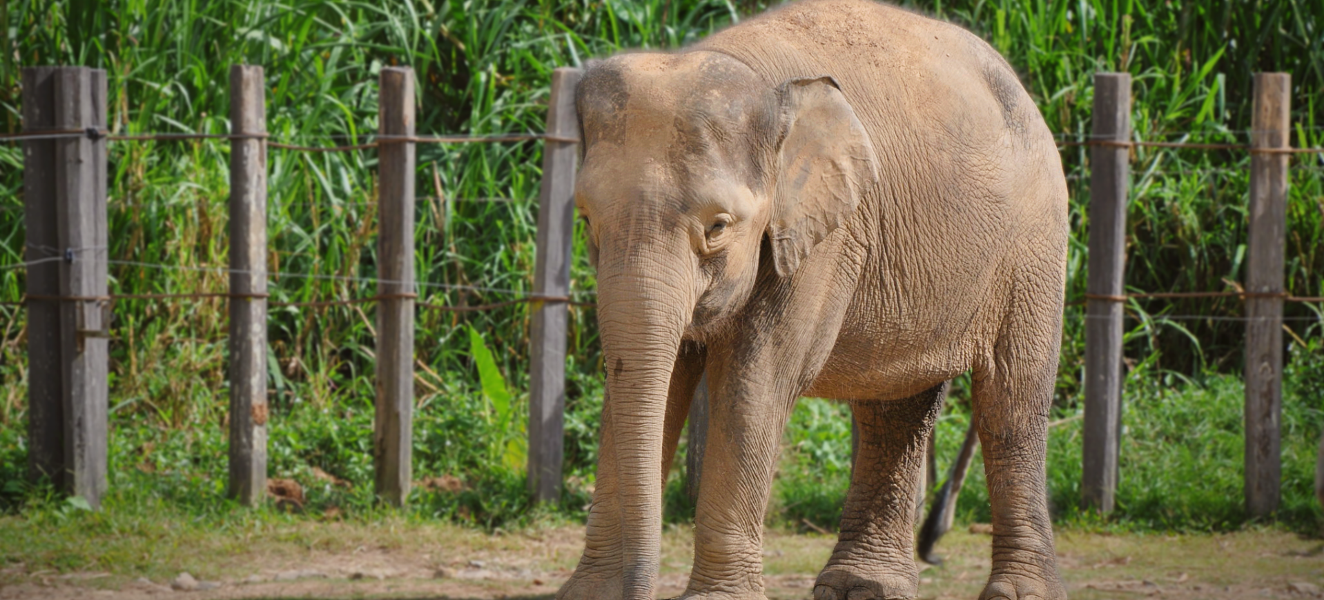 Bornean Elephant