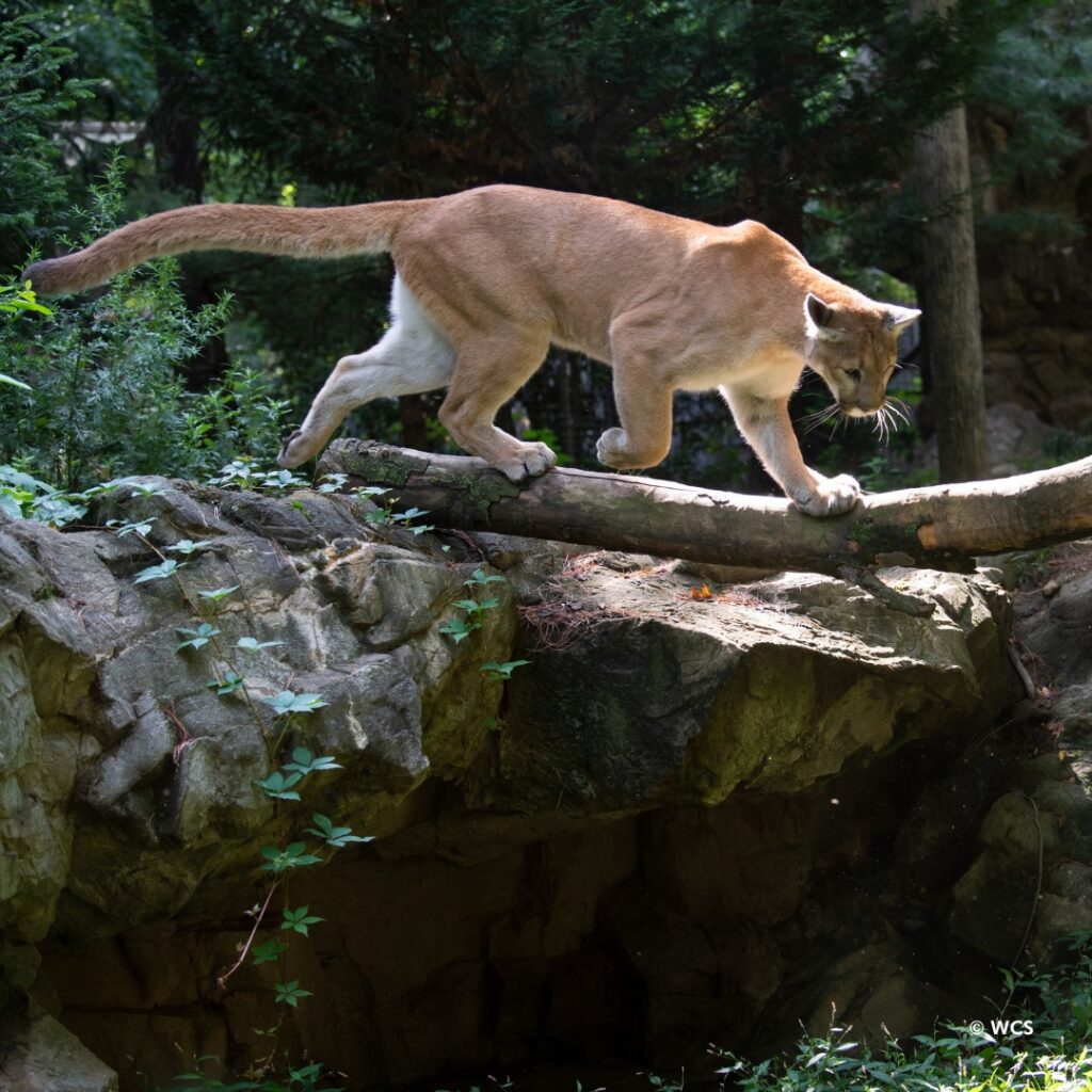 Experience Wildlife Adventures At Queens Zoo This Summer! - Queens Zoo ...