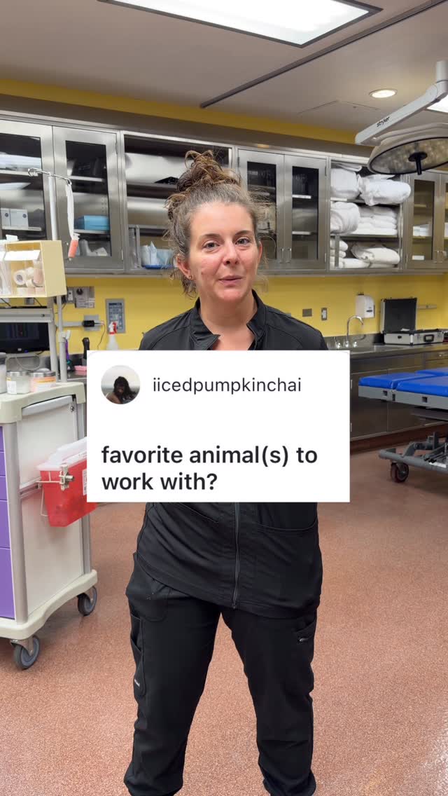 Vet Techs Answer Your Questions As The Year Wraps Up - Busch Gardens ...