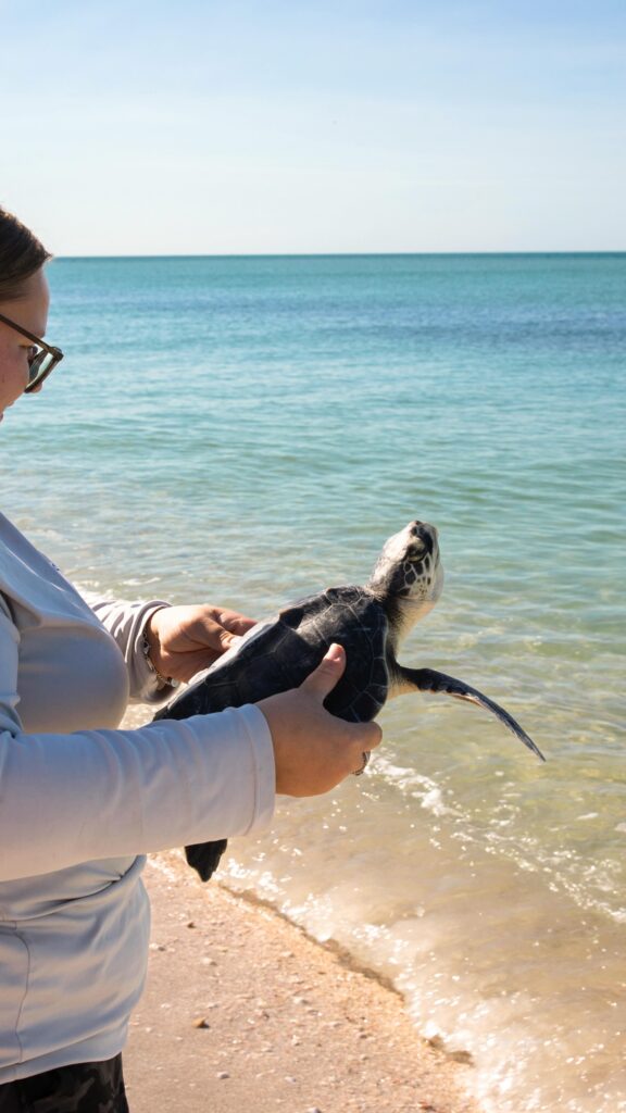 Rescue, Rehab, And Release: Two Sea Turtles Saved! - Mote Marine ...