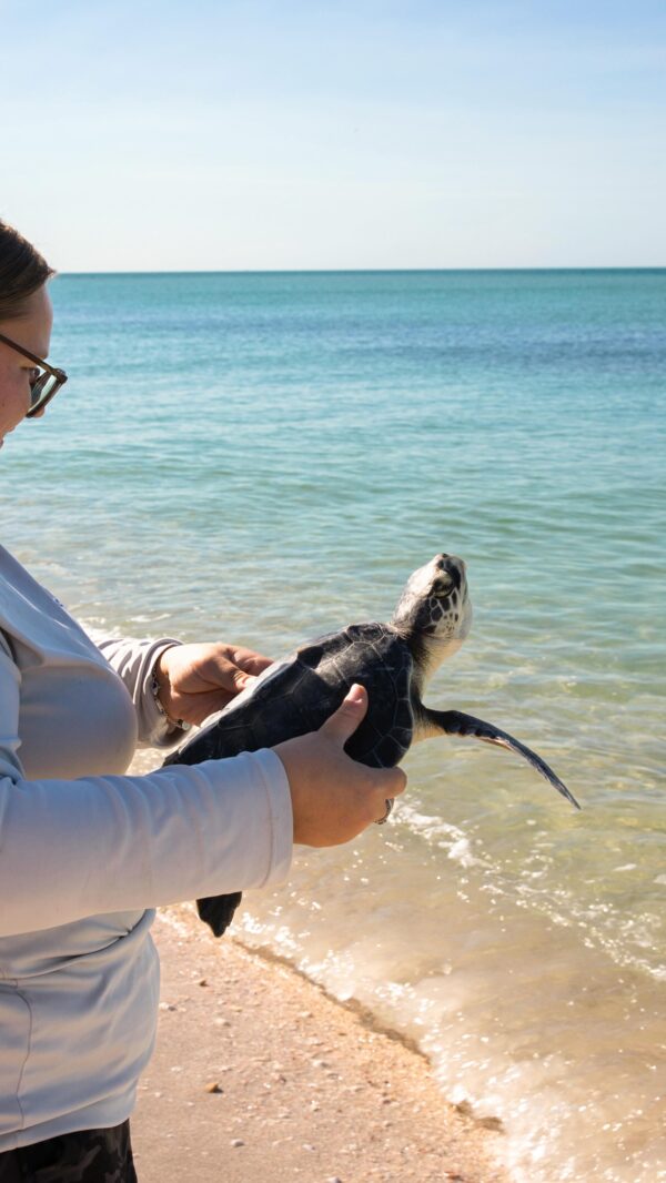 Rescue, Rehab, And Release: Two Sea Turtles Saved! - Mote Marine ...