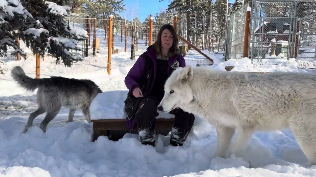 Wolves Community Understanding Wolves: Insights On January 14, 2026 - Colorado Wolf ...