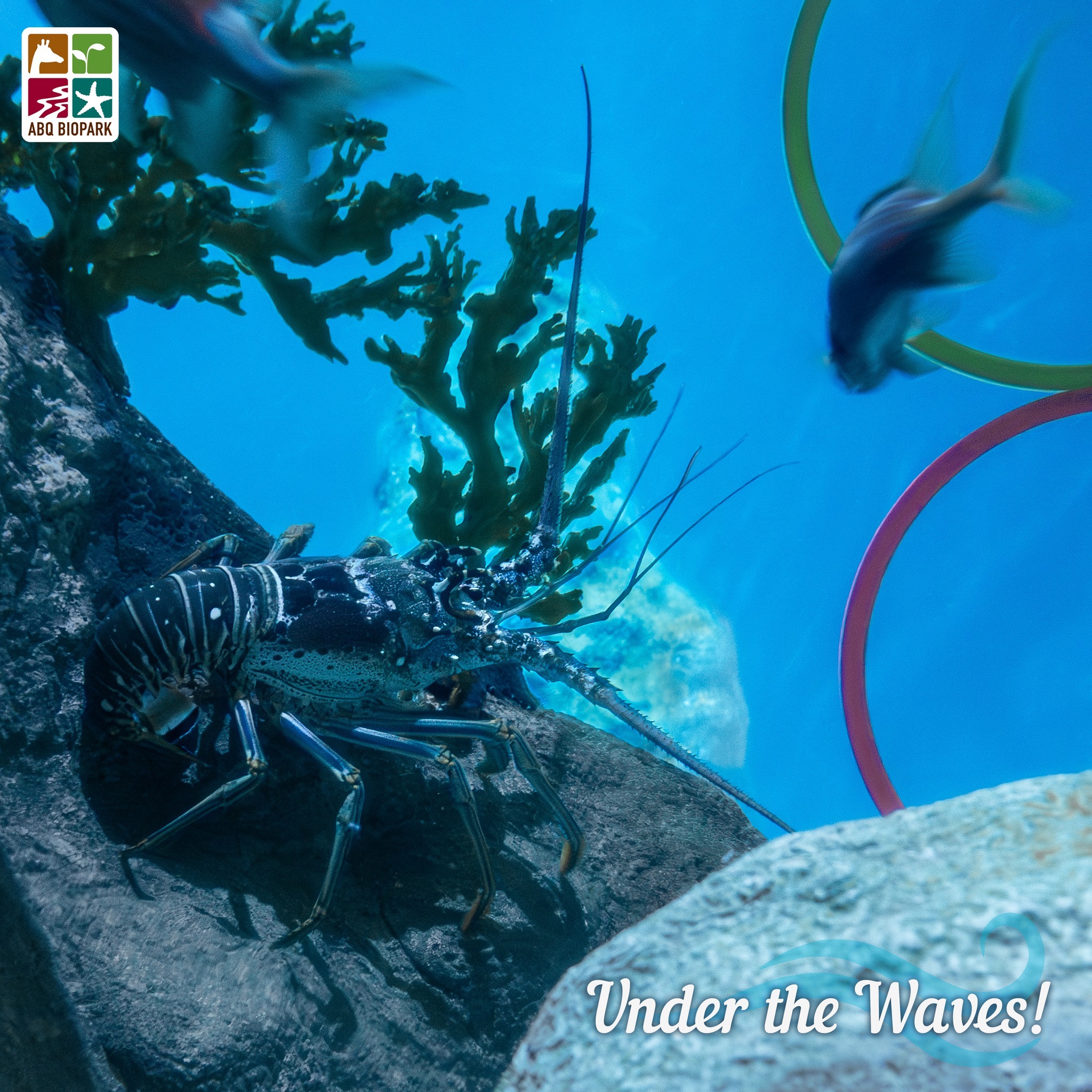 Under The Waves! Wednesdays: Discover The Caribbean Spiny Lobster ...